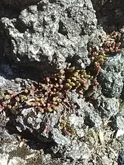 Sedum acre