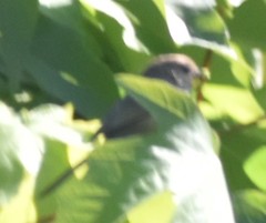 Psaltriparus minimus