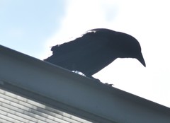 Corvus brachyrhynchos