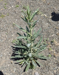 Mentzelia laevicaulis