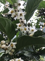 Solanum cornifolium