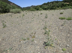 Mentzelia laevicaulis