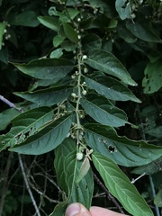 Solanum cornifolium