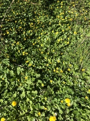 Ficaria verna