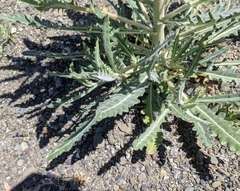 Mentzelia laevicaulis