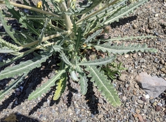 Mentzelia laevicaulis