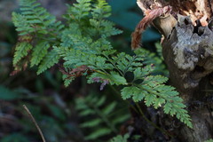 Davallia mariesii