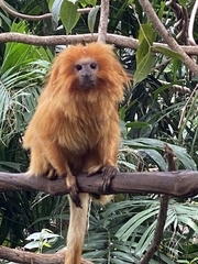 Leontopithecus rosalia