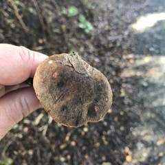 Boletus subtomentosus image
