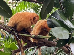 Leontopithecus rosalia