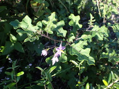 Solanum linnaeanum