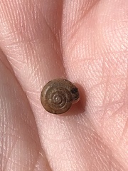 Trochulus hispidus