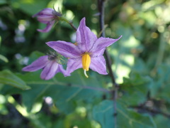 Solanum linnaeanum