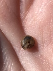 Trochulus hispidus