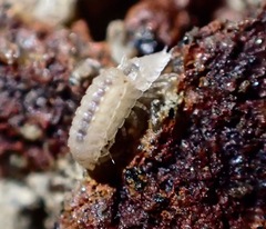 Haplophthalmus danicus