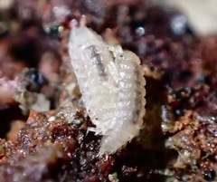 Haplophthalmus danicus