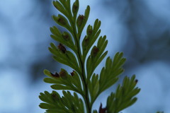 Davallia mariesii