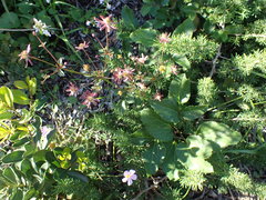 Knowltonia vesicatoria