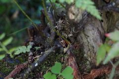 Davallia mariesii