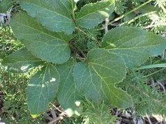 Knowltonia vesicatoria