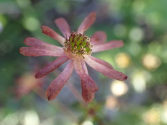 Knowltonia vesicatoria
