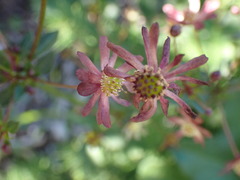 Knowltonia vesicatoria