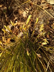Carex humilis