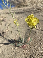 Chylismia claviformis lancifolia