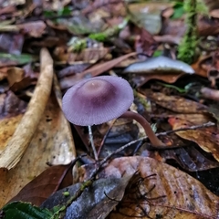 Laccaria gomezii