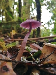 Laccaria gomezii