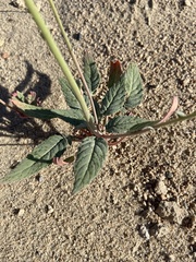Chylismia claviformis lancifolia