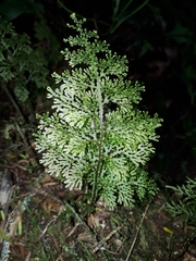 Hymenophyllum flexuosum