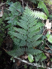 Leptolepia novae-zelandiae