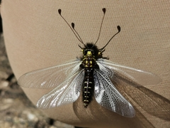 Libelloides hispanicus