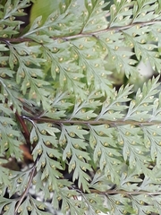 Leptolepia novae-zelandiae