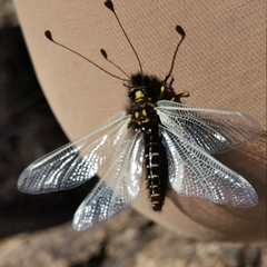 Libelloides hispanicus