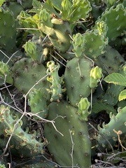 Opuntia lata