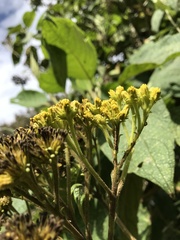 Verbesina crassiramea