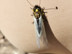 Libelloides hispanicus