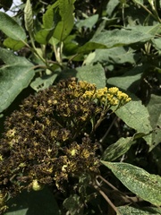 Verbesina crassiramea