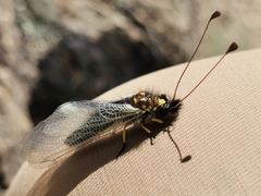 Libelloides hispanicus
