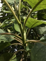 Verbesina crassiramea