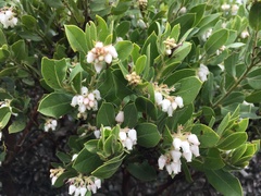Arctostaphylos virgata