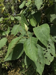 Verbesina crassiramea