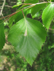 Insecta