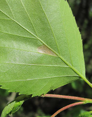 Insecta