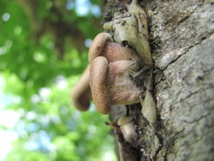Fungi