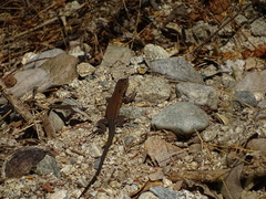 Aspidoscelis guttatus