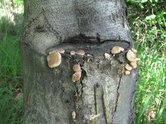 Fungi