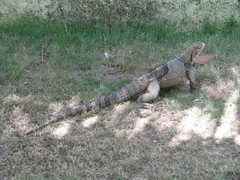 Cyclura nubila